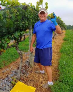 Harvest at Good Luck Cellars