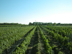 Vineyards at Ingleside