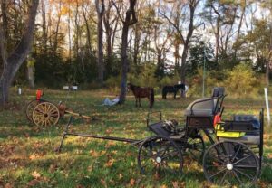 Horse and buggy at Rivah Vineyards