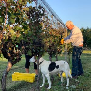 Harvest at Good Luck Cellars